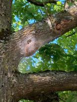 Das "Gespinst" von Raupen des Eichenprozessionsspinners an einer Eiche in Mühlacker. 