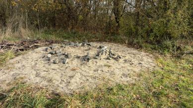 Sandlinse für Zauneidechsen in der Ziegelhöhe.