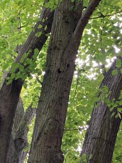 Spechthöhlen in der Linde.