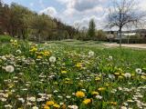 Blühwiesen in den Mühlackerer Enzgärten – ein Paradies für Insekten