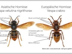 Informationen zum Umgang mit der Asiatischen Hornisse