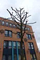 Kronenrückschnitt in den Wintermonaten am Kelterplatz