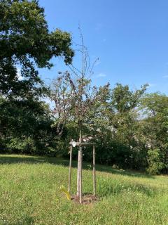 Unter Feuerbrand leidender Birnenbaum.