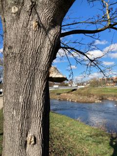 Zunderschwamm an einem Baum in den Enzgärten in Mühlacker.